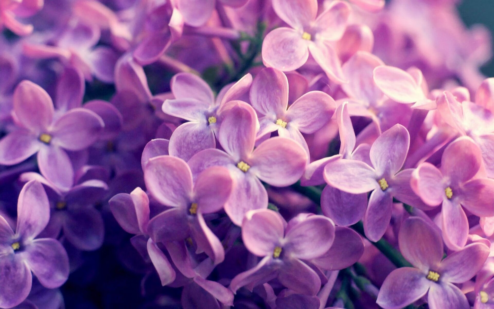 开云APP下载-蒙彼利埃稳定控球减缓对方攻势节奏，蒙彼利埃阵容