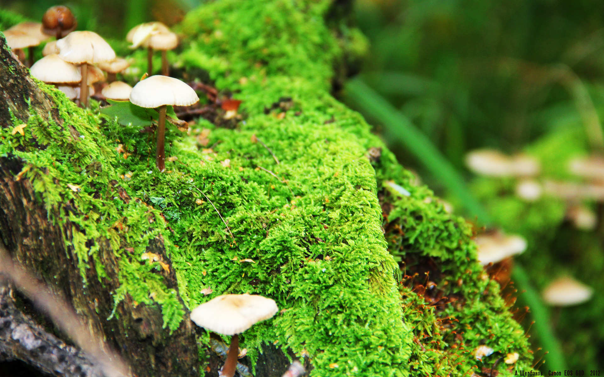 开云体育首页-羚羊队的全员表现：核心球员与默契配合，成为比赛的关键要素，羚羊队徽