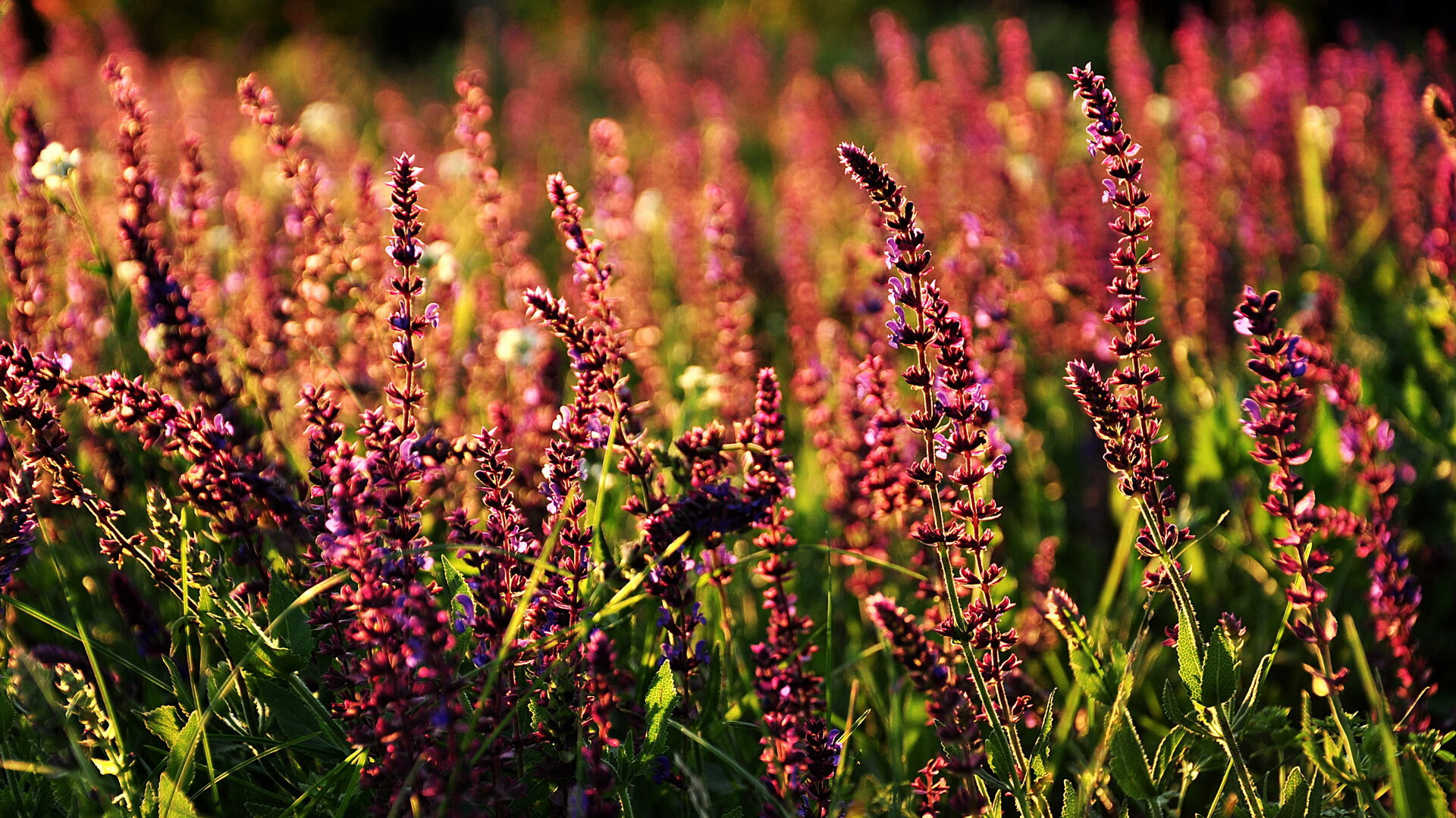 萨默·麦金托什女子200米蝶泳决赛精彩纷呈，女子200米蝶泳麦克尼尔